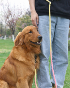 Alternative view of K9RAZE™ Yellow VersaLead