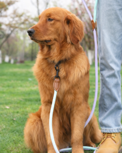 Alternative view of K9RAZE™ Purple VersaLead